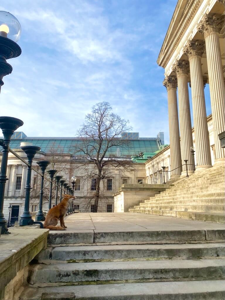 Fox at the top of steps