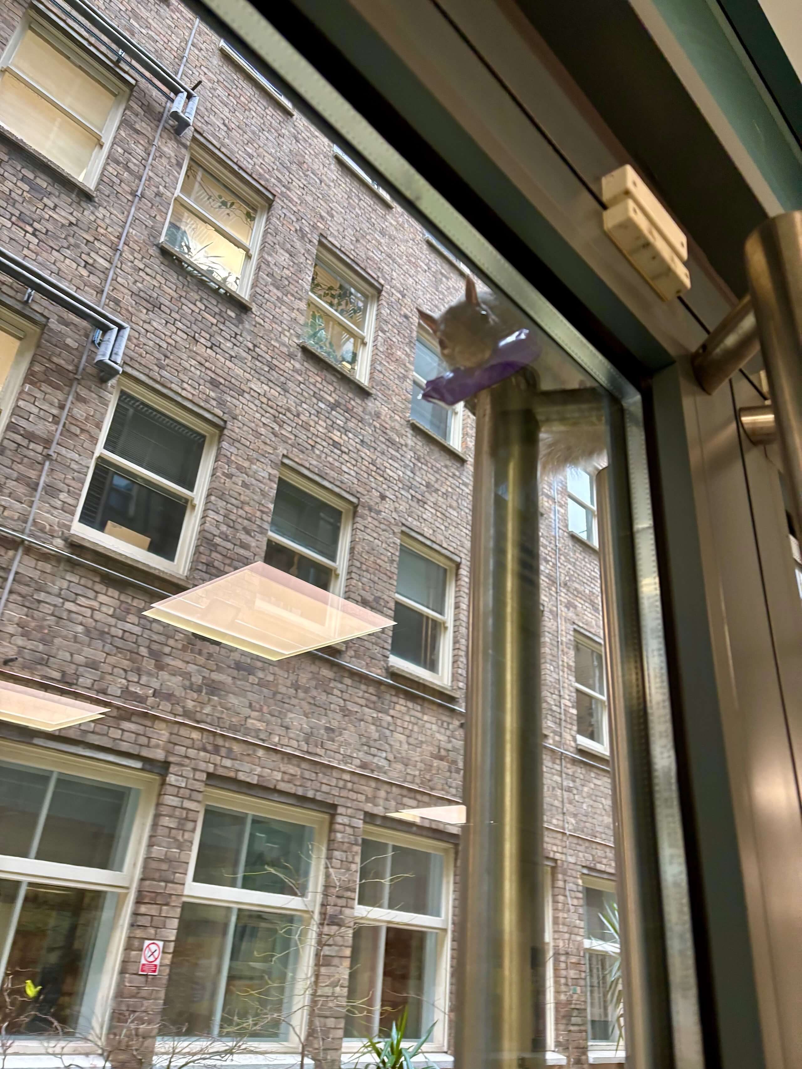 Squirrel at the window