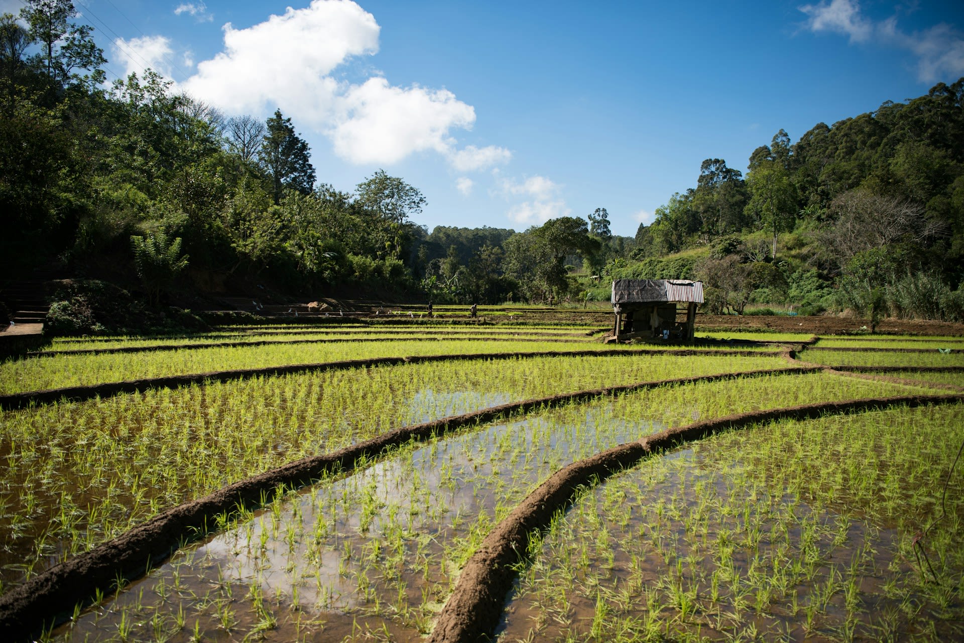 A hut and flooded rice field in South Asia