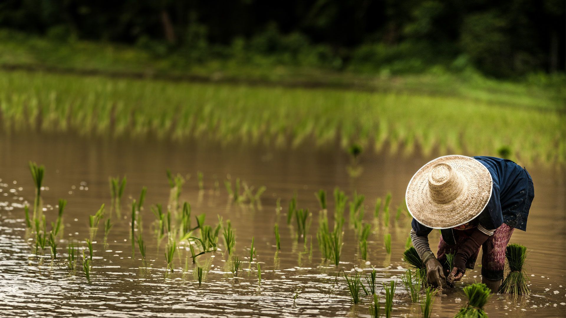 A woman working on a rice field in Thailand