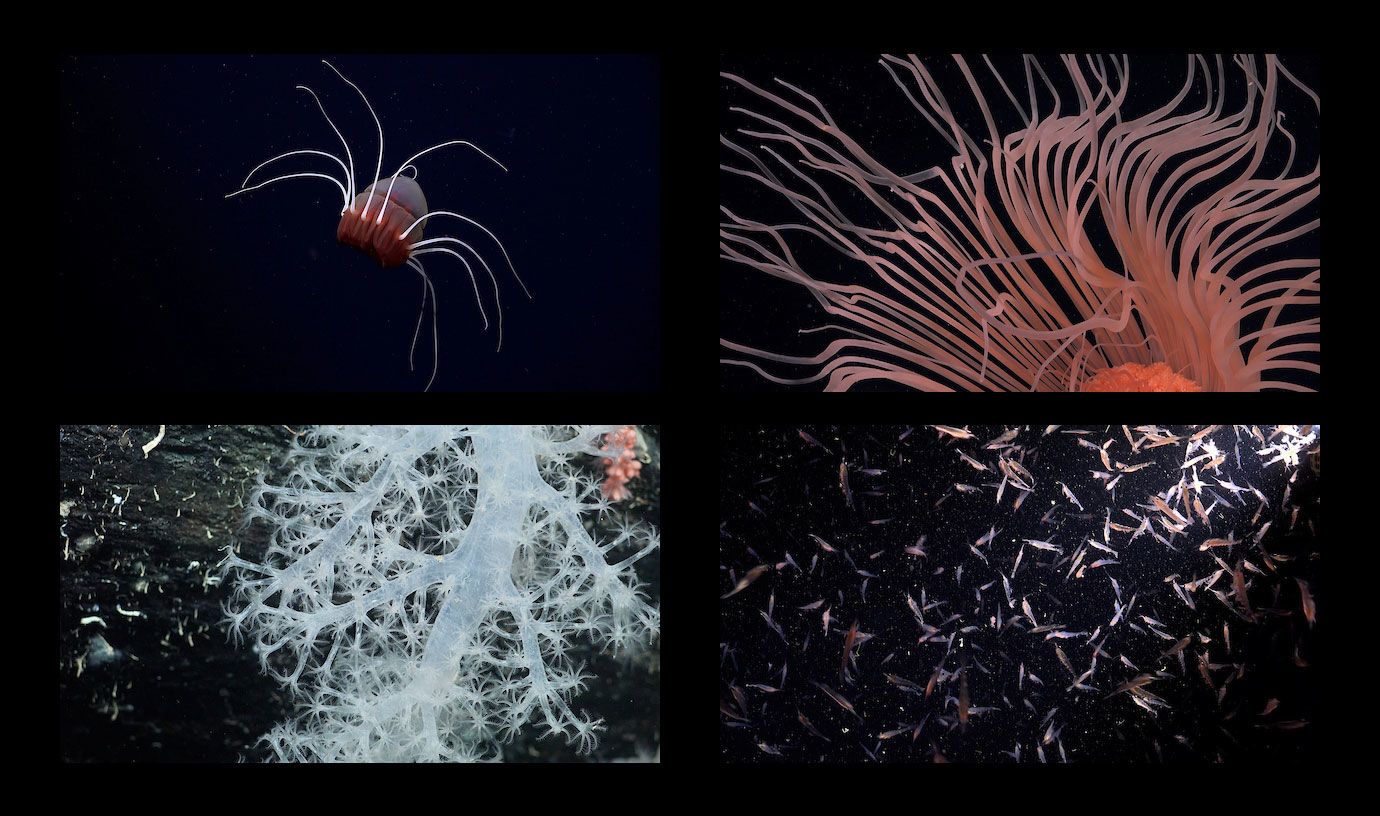 A mixture of marine life, including corals, icefish, giant sea spiders, and octopus.