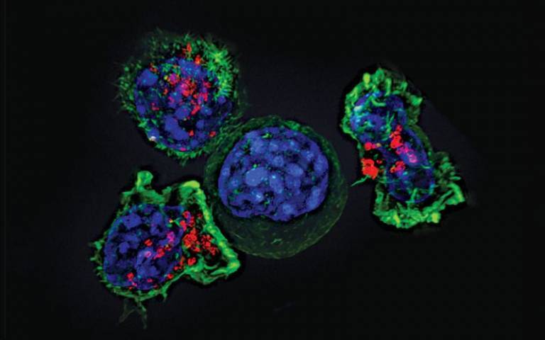 Killer T cells surround a cancer cell.